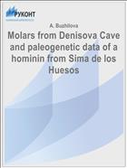 Molars from Denisova Cave and paleogenetic data of a hominin from Sima de los Huesos